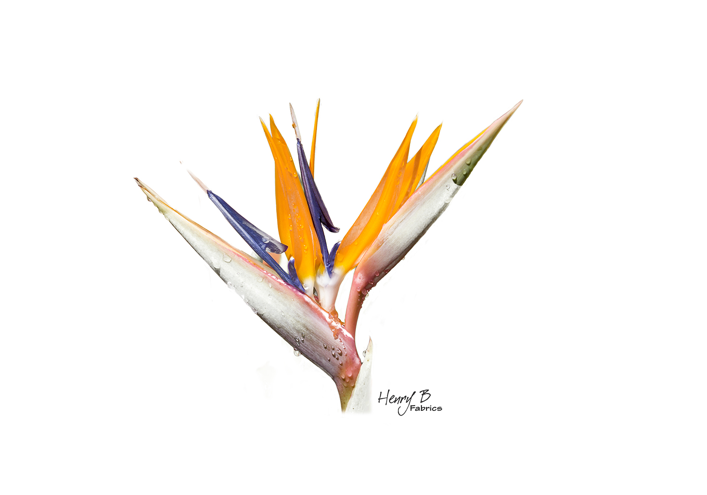 strelitzia-south-africa-2-placemat